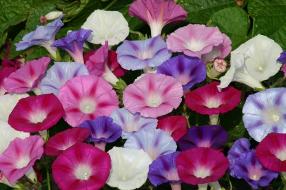 Picture of Ipomoea - Lazy Luxe Mixed